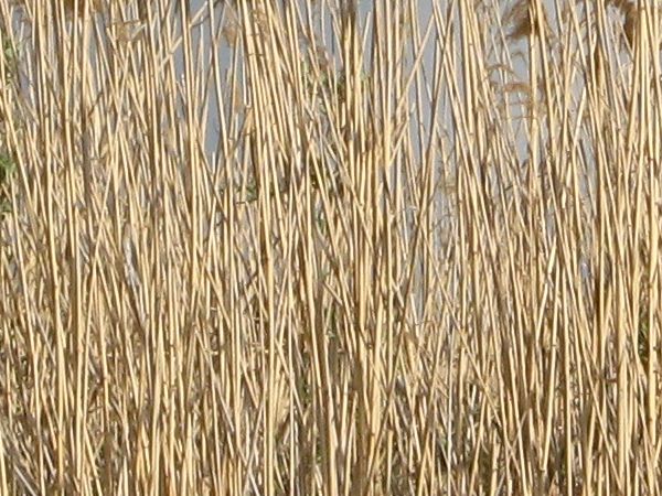 tall grass  texture